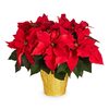 Oasis Red Poinsettia in 2-Quart Pot