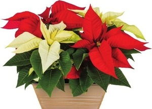 Oasis Multicolor Poinsettia in 1-Gallon Planter