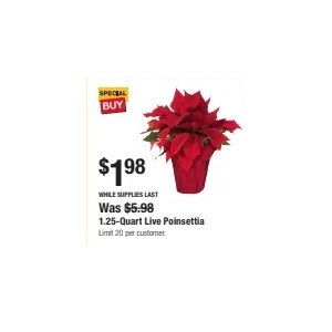 1.25-Quart Live Poinsettia