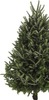 6-ft to 7-ft Fresh-Cut Fresh Balsam Fir Christmas Tree
