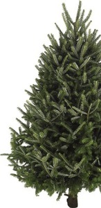 6-ft to 7-ft Fresh-Cut Fresh Balsam Fir Christmas Tree