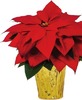 1-Quart Poinsettia 2 for $3