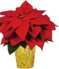 1-Quart Poinsettia
