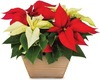 1-Gallon Poinsettia Planter 2 for $24.00