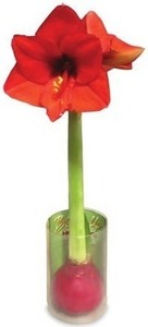 Holiday Amaryllis Bulb