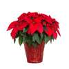 1.25-Quart Poinsettia 2 for $2.50