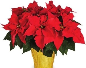 Select 2-Quart Poinsettias 2 for $12