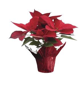 4-inch Premium Poinsettia