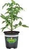 Bonnie  Plants Select 11.8-oz Vegetables 4 for $10
