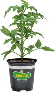 Bonnie  Plants Select 11.8-oz Vegetables 4 for $10