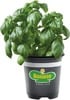Bonnie Plants Select 11.8-oz Herbs 4 for $10
