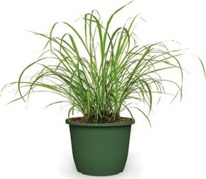 1.75-Gallon Citronella