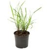 Lemon Grass Planter