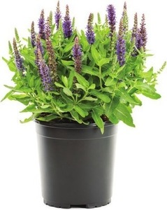 Select 2-Quart Perennials 2 for $10