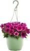 Select 1.5-Gallon Hanging Baskets 2 for $15