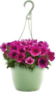 Select 1.5-Gallon Hanging Baskets 2 for $15