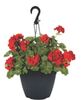 11 Select Hanging Basket